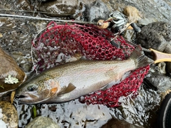 ニジマスの釣果