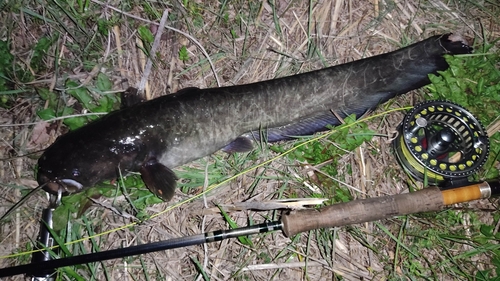 マナマズの釣果