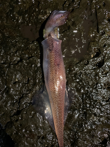 ヤリイカの釣果