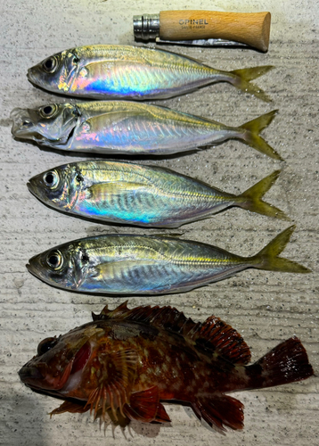 アジの釣果