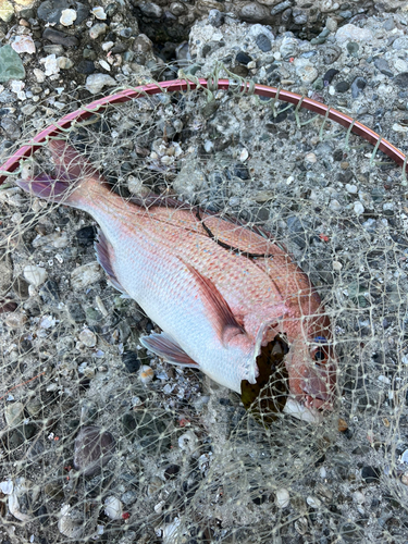 マダイの釣果