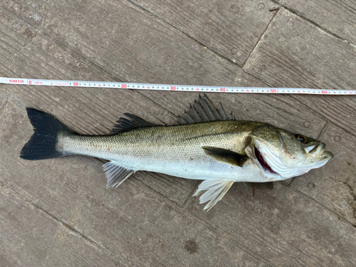 スズキの釣果