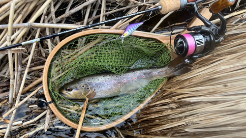 ブラウントラウトの釣果