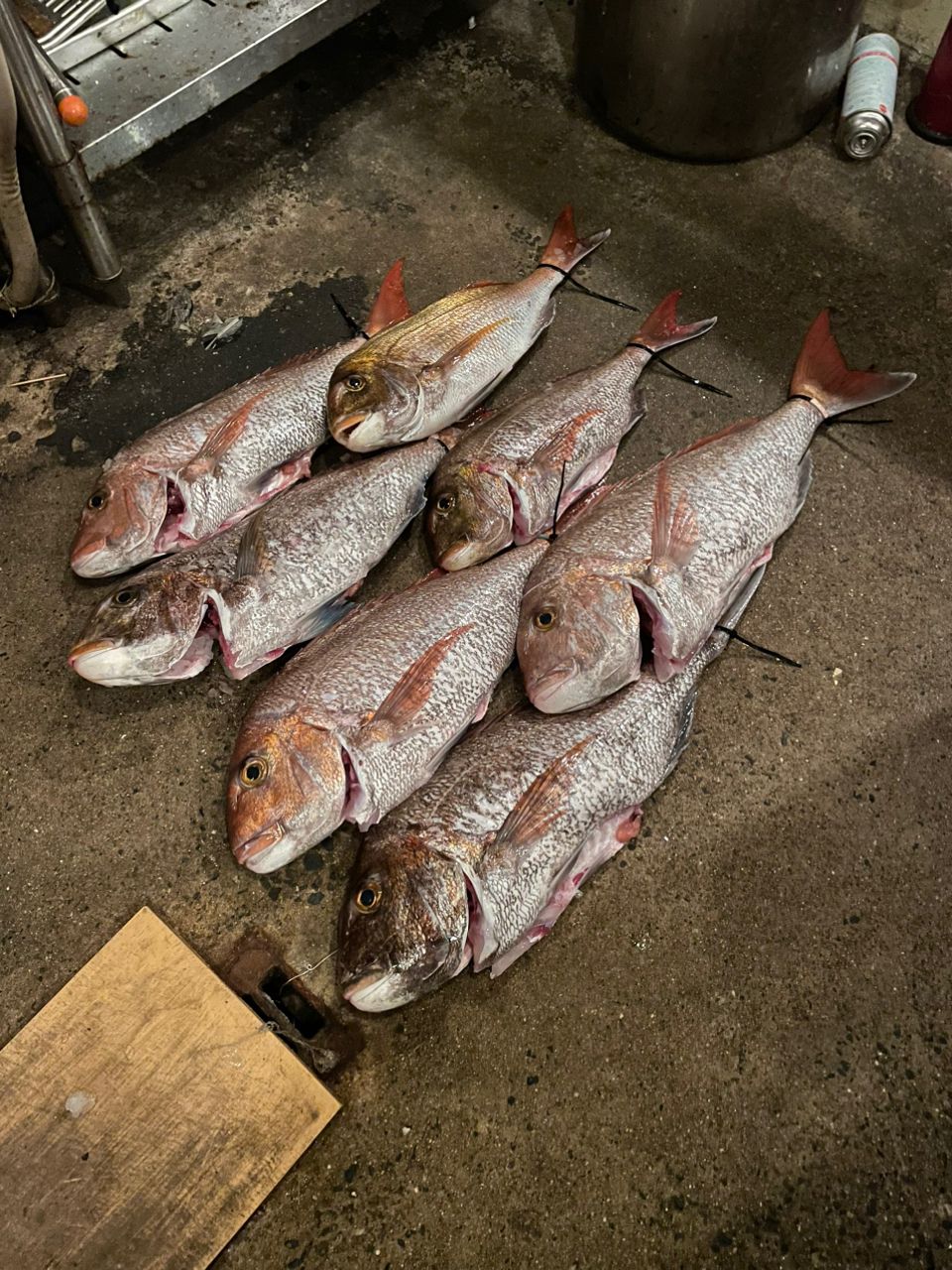 投げ釣りケンタマンさんの釣果 2枚目の画像