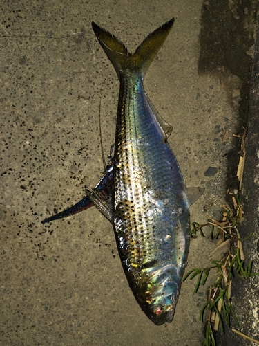 コノシロの釣果