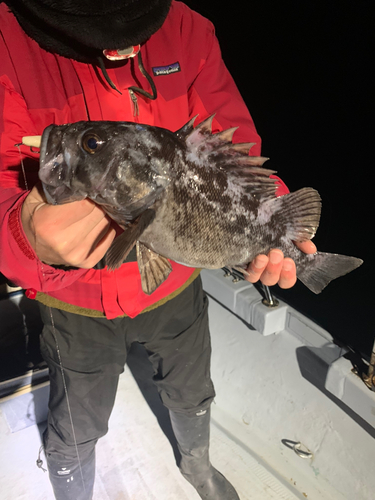 クロソイの釣果