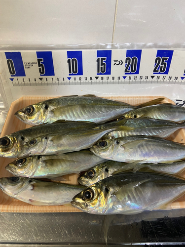 アジの釣果