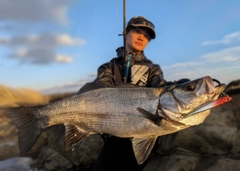 ヒラスズキの釣果