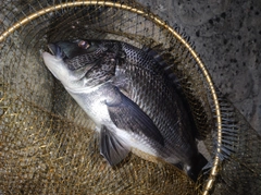 クロダイの釣果