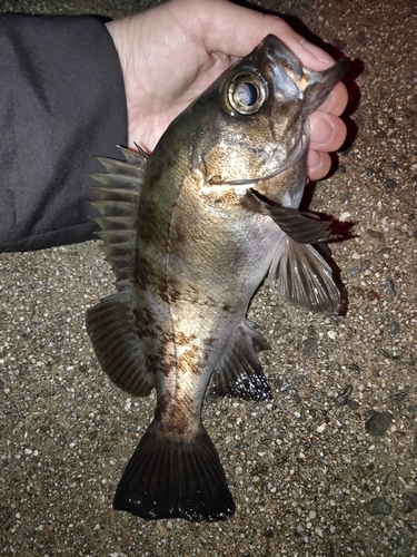 メバルの釣果