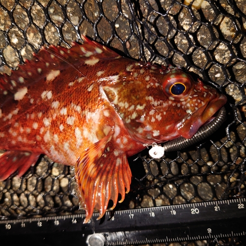 カサゴの釣果