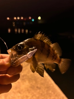 メバルの釣果