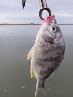 キビレの釣果