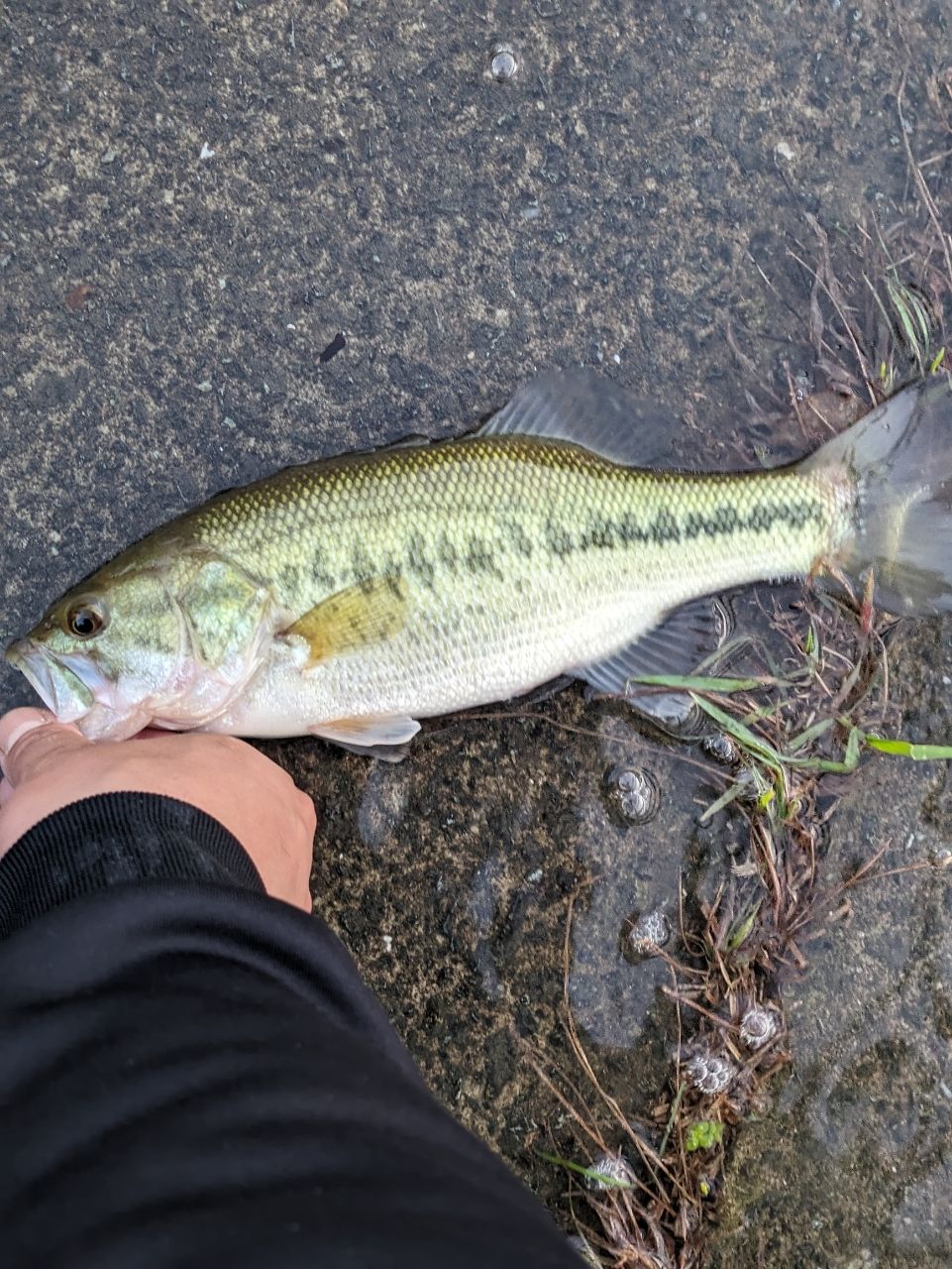 ブラックバスの釣果写真