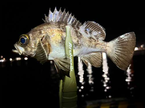 メバルの釣果