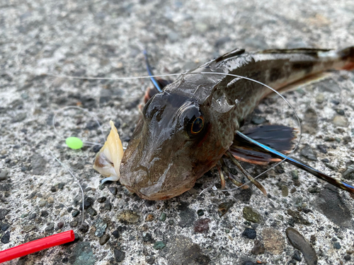 ホウボウの釣果