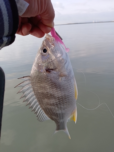 キビレの釣果