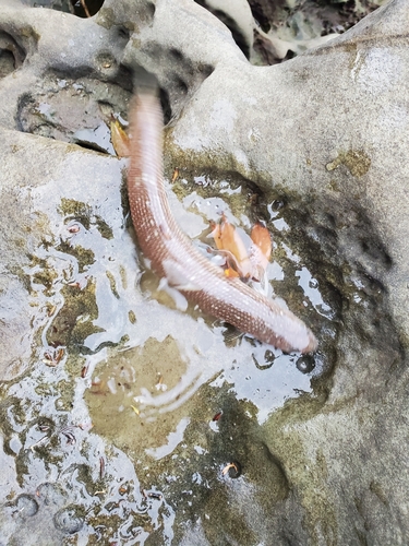 エソの釣果