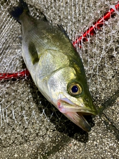 フッコ（マルスズキ）の釣果