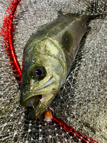 フッコ（マルスズキ）の釣果