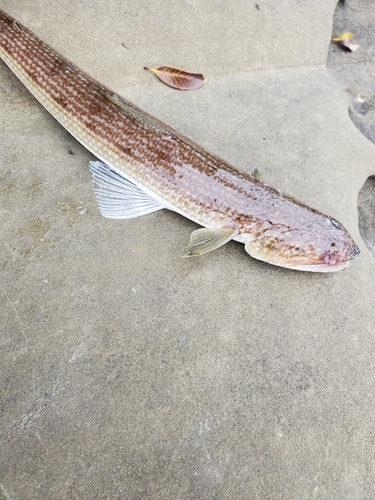 エソの釣果