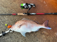 マダイの釣果