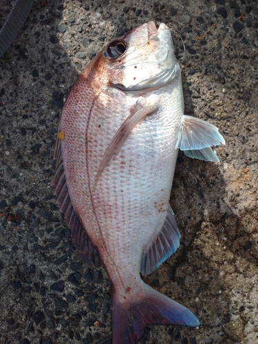 マダイの釣果