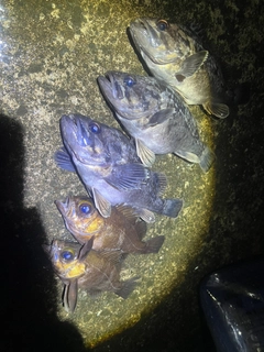 クロソイの釣果