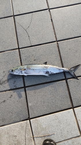 サゴシの釣果