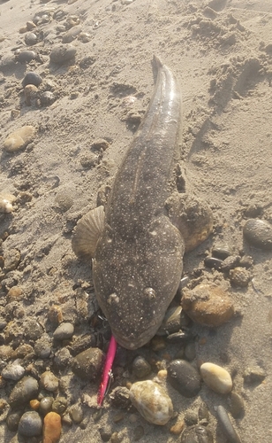 マゴチの釣果