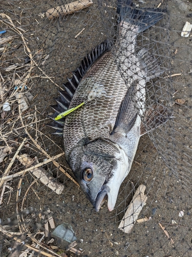 チヌの釣果