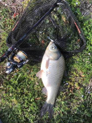 ヘラブナの釣果