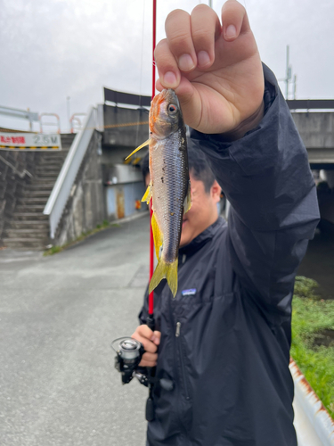 ティラピアの釣果