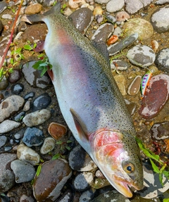 アメマスの釣果