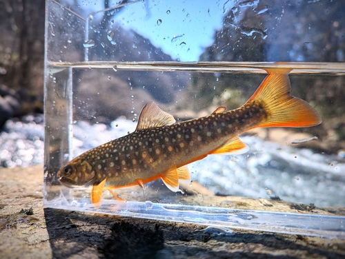 ニッコウイワナの釣果