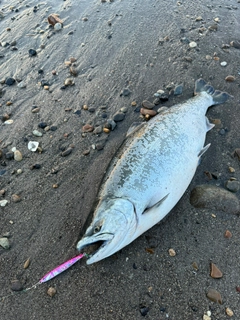 サクラマスの釣果