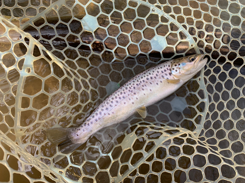 ブラウントラウトの釣果