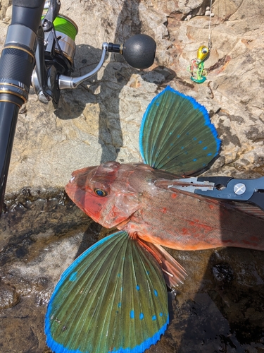 ホウボウの釣果