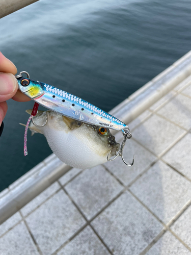 クロメバルの釣果