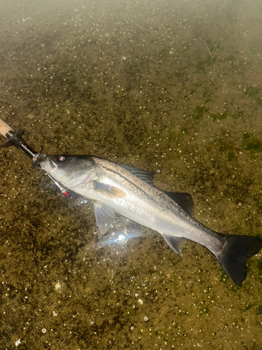 スズキの釣果