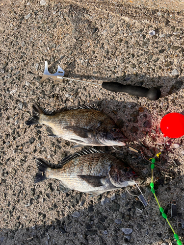 チヌの釣果