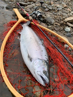 サクラマスの釣果