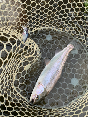 ニジマスの釣果