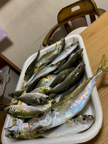 ヒラアジの釣果