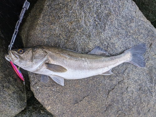 スズキの釣果