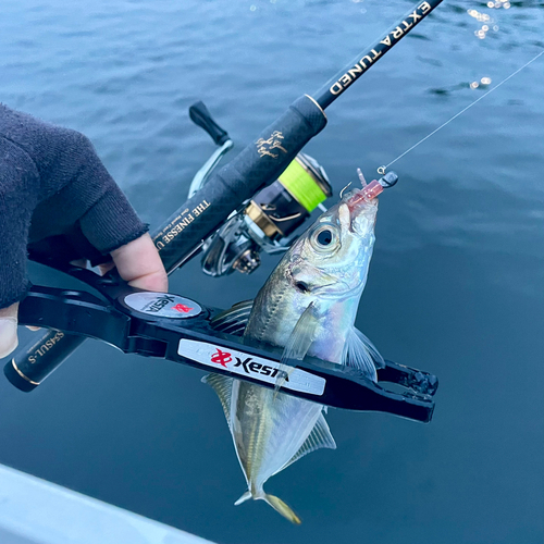 マアジの釣果