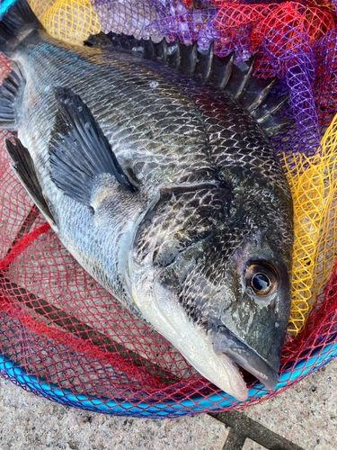 チヌの釣果