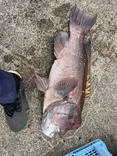 コブダイの釣果