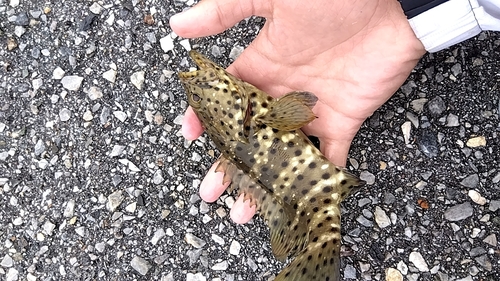 イシミーバイの釣果