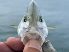 カスミアジの釣果